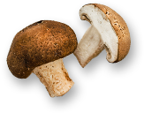 champignons
